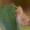 Rudasparnis geltonsprindis - Ennomos fuscantaria | Fotografijos autorius : Arūnas Eismantas | © Macrogamta.lt | Šis tinklapis priklauso bendruomenei kuri domisi makro fotografija ir fotografuoja gyvąjį makro pasaulį.