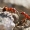 Raudongalvė skruzdėlė - Formica truncorum | Fotografijos autorius : Irenėjas Urbonavičius | © Macrogamta.lt | Šis tinklapis priklauso bendruomenei kuri domisi makro fotografija ir fotografuoja gyvąjį makro pasaulį.