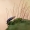 Mažoji vytinėlė - Ruthenica filograna | Fotografijos autorius : Zita Gasiūnaitė | © Macrogamta.lt | Šis tinklapis priklauso bendruomenei kuri domisi makro fotografija ir fotografuoja gyvąjį makro pasaulį.
