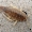 Blyškusis jūrvėžis - Saduria entomon | Fotografijos autorius : Vitalii Alekseev | © Macrogamta.lt | Šis tinklapis priklauso bendruomenei kuri domisi makro fotografija ir fotografuoja gyvąjį makro pasaulį.