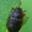 Margasis žvilgvabalis - Amphotis marginata  | Fotografijos autorius : Gintautas Steiblys | © Macronature.eu | Macro photography web site