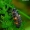 Septyntaškė boružė - Coccinella septempunctata, lerva | Fotografijos autorius : Romas Ferenca | © Macronature.eu | Macro photography web site