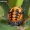 Septyntaškė boružė - Coccinella septempunctata, lėliukė | Fotografijos autorius : Algirdas Vilkas | © Macronature.eu | Macro photography web site