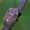 Pušinė skydblakė - Chlorochroa pinicola | Fotografijos autorius : Romas Ferenca | © Macronature.eu | Macro photography web site