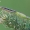 Žaliapilvė kampuotblakės - Myrmus miriformis | Fotografijos autorius : Arūnas Eismantas | © Macronature.eu | Macro photography web site