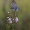 Akiuotasis melsvys - Plebejus argus | Fotografijos autorius : Tomas Ruginis | © Macronature.eu | Macro photography web site