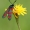 Vingiorykštinis marguolis - Zygaena filipendulae | Fotografijos autorius : Aleksandras Riabčikovas | © Macronature.eu | Macro photography web site