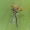 Geltondėmė skėtė - Somatochlora flavomaculata | Fotografijos autorius : Gediminas Gražulevičius | © Macrogamta.lt | Šis tinklapis priklauso bendruomenei kuri domisi makro fotografija ir fotografuoja gyvąjį makro pasaulį.