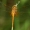 Geltonsparnė skėtė - Sympetrum flaveolum | Fotografijos autorius : Ramunė Vakarė | © Macrogamta.lt | Šis tinklapis priklauso bendruomenei kuri domisi makro fotografija ir fotografuoja gyvąjį makro pasaulį.