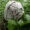Skujinė musmirė - Amanita strobiliformis | Fotografijos autorius : Vitalij Drozdov | © Macrogamta.lt | Šis tinklapis priklauso bendruomenei kuri domisi makro fotografija ir fotografuoja gyvąjį makro pasaulį.