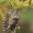 Skydblakė - Rhaphigaster nebulosa | Fotografijos autorius : Gintautas Steiblys | © Macrogamta.lt | Šis tinklapis priklauso bendruomenei kuri domisi makro fotografija ir fotografuoja gyvąjį makro pasaulį.