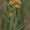 Smėlyninis šlamutis - Helichrysum arenarium | Fotografijos autorius : Kęstutis Obelevičius | © Macrogamta.lt | Šis tinklapis priklauso bendruomenei kuri domisi makro fotografija ir fotografuoja gyvąjį makro pasaulį.