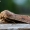 Mažasis ankstyvasis pelėdgalvis - Orthosia cruda | Fotografijos autorius : Oskaras Venckus | © Macronature.eu | Macro photography web site