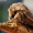 Mažasis ankstyvasis pelėdgalvis - Orthosia cruda | Fotografijos autorius : Oskaras Venckus | © Macronature.eu | Macro photography web site