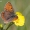 Tamsusis auksinukas - Lycaena tityrus (patelė) | Fotografijos autorius : Gediminas Gražulevičius | © Macronature.eu | Macro photography web site