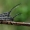 Juodaūsiai stiebalindžiai - Phytoecia nigricornis | Fotografijos autorius : Oskaras Venckus | © Macrogamta.lt | Šis tinklapis priklauso bendruomenei kuri domisi makro fotografija ir fotografuoja gyvąjį makro pasaulį.