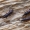 Straubliukas - Euophryum confine | Fotografijos autorius : Eglė Vičiuvienė | © Macrogamta.lt | Šis tinklapis priklauso bendruomenei kuri domisi makro fotografija ir fotografuoja gyvąjį makro pasaulį.