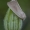 Gelsvasis nendrinukas - Arenostola phragmitidis | Fotografijos autorius : Žilvinas Pūtys | © Macrogamta.lt | Šis tinklapis priklauso bendruomenei kuri domisi makro fotografija ir fotografuoja gyvąjį makro pasaulį.