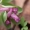 Tarpinis rūtenis - Corydalis intermedia | Fotografijos autorius : Ramunė Činčikienė | © Macrogamta.lt | Šis tinklapis priklauso bendruomenei kuri domisi makro fotografija ir fotografuoja gyvąjį makro pasaulį.