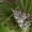 Margoji dipleurina - Eudonia lacustrata | Fotografijos autorius : Gintautas Steiblys | © Macronature.eu | Macro photography web site