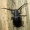 Pjūklaūsis kelmagraužis - Prionus coriarius | Fotografijos autorius : Povilas Sakalauskas | © Macronature.eu | Macro photography web site
