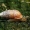 Tridantė pievinukė - Chondrula tridens | Fotografijos autorius : Romas Ferenca | © Macrogamta.lt | Šis tinklapis priklauso bendruomenei kuri domisi makro fotografija ir fotografuoja gyvąjį makro pasaulį.