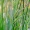 Viksva - Carex sp. | Fotografijos autorius : Darius Baužys | © Macrogamta.lt | Šis tinklapis priklauso bendruomenei kuri domisi makro fotografija ir fotografuoja gyvąjį makro pasaulį.