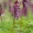 Tuščiaviduris rūtenis - Corydalis cava | Fotografijos autorius : Gintautas Steiblys | © Macrogamta.lt | Šis tinklapis priklauso bendruomenei kuri domisi makro fotografija ir fotografuoja gyvąjį makro pasaulį.