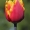 Tulpė - Tulipa "Gintarinė Lietuva" | Fotografijos autorius : Gintautas Steiblys | © Macronature.eu | Macro photography web site