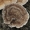 Įvairiaspalvė kempė - Trametes versicolor | Fotografijos autorius : Vidas Brazauskas | © Macronature.eu | Macro photography web site