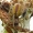 Klajoklinis diegliavoris - Cheiracanthium erraticum | Fotografijos autorius : Darius Baužys | © Macrogamta.lt | Šis tinklapis priklauso bendruomenei kuri domisi makro fotografija ir fotografuoja gyvąjį makro pasaulį.