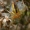 Klajoklinis diegliavoris - Cheiracanthium erraticum | Fotografijos autorius : Gintautas Steiblys | © Macrogamta.lt | Šis tinklapis priklauso bendruomenei kuri domisi makro fotografija ir fotografuoja gyvąjį makro pasaulį.
