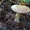 Spalvingoji ūmėdė - Russula cf versicolor | Fotografijos autorius : Gintautas Steiblys | © Macrogamta.lt | Šis tinklapis priklauso bendruomenei kuri domisi makro fotografija ir fotografuoja gyvąjį makro pasaulį.