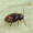Slapūnvabalis - Atomaria sp. | Fotografijos autorius : Vidas Brazauskas | © Macrogamta.lt | Šis tinklapis priklauso bendruomenei kuri domisi makro fotografija ir fotografuoja gyvąjį makro pasaulį.