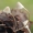 Lieknoji šalmabudė - Mycena filopes ? | Fotografijos autorius : Gintautas Steiblys | © Macrogamta.lt | Šis tinklapis priklauso bendruomenei kuri domisi makro fotografija ir fotografuoja gyvąjį makro pasaulį.