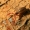 Samaninis žnyplys - Neobisium carcinoides | Fotografijos autorius : Ramunė Vakarė | © Macrogamta.lt | Šis tinklapis priklauso bendruomenei kuri domisi makro fotografija ir fotografuoja gyvąjį makro pasaulį.