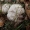 Vyšninė miltbudė - Clitopilus prunulis | Fotografijos autorius : Vitalij Drozdov | © Macrogamta.lt | Šis tinklapis priklauso bendruomenei kuri domisi makro fotografija ir fotografuoja gyvąjį makro pasaulį.