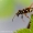 Drebulinis raštenis - Clytus arietis | Fotografijos autorius : Gediminas Gražulevičius | © Macronature.eu | Macro photography web site