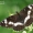 Mažasis juodmargis - Limenitis camilla  | Fotografijos autorius : Gintautas Steiblys | © Macronature.eu | Macro photography web site