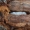 Raštuotasis ąžuolgrežis - Phymatodes alni, lėliukė | Fotografijos autorius : Vytautas Tamutis | © Macronature.eu | Macro photography web site