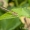 Baltakojė strėliukė (Platycnemis pennipes), patelė | Fotografijos autorius : Aleksandras Naryškin | © Macronature.eu | Macro photography web site