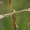 Kraujažolinis pirštasparnis - Gillmeria pallidactyla | Fotografijos autorius : Gintautas Steiblys | © Macronature.eu | Macro photography web site