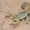 Storauodegis geltonasis skorpionas - Androctonus australis | Fotografijos autorius : Gintautas Steiblys | © Macronature.eu | Macro photography web site