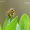 Geltonoji mėšlamusė - Scathophaga stercoraria | Fotografijos autorius : Darius Baužys | © Macrogamta.lt | Šis tinklapis priklauso bendruomenei kuri domisi makro fotografija ir fotografuoja gyvąjį makro pasaulį.