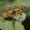 Geltonoji mėšlamusė - Scathophaga stercoraria | Fotografijos autorius : Vilius Grigaliūnas | © Macronature.eu | Macro photography web site