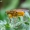 Geltonoji mėšlamusė - Scathophaga stercoraria | Fotografijos autorius : Darius Baužys | © Macronature.eu | Macro photography web site