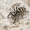 Sieninis šokiavoris - Salticus scenicus | Fotografijos autorius : Darius Baužys | © Macrogamta.lt | Šis tinklapis priklauso bendruomenei kuri domisi makro fotografija ir fotografuoja gyvąjį makro pasaulį.