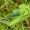 Mėlynoji strėliukė (Enallagma cyathigerum) | Fotografijos autorius : Aleksandras Naryškin | © Macrogamta.lt | Šis tinklapis priklauso bendruomenei kuri domisi makro fotografija ir fotografuoja gyvąjį makro pasaulį.