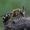 bitė ? | Fotografijos autorius : Vytautas Gluoksnis | © Macrogamta.lt | Šis tinklapis priklauso bendruomenei kuri domisi makro fotografija ir fotografuoja gyvąjį makro pasaulį.