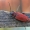 Paprastasis raudūnas - Pyrrhidium sanguineum | Fotografijos autorius : Vytautas Gluoksnis | © Macrogamta.lt | Šis tinklapis priklauso bendruomenei kuri domisi makro fotografija ir fotografuoja gyvąjį makro pasaulį.